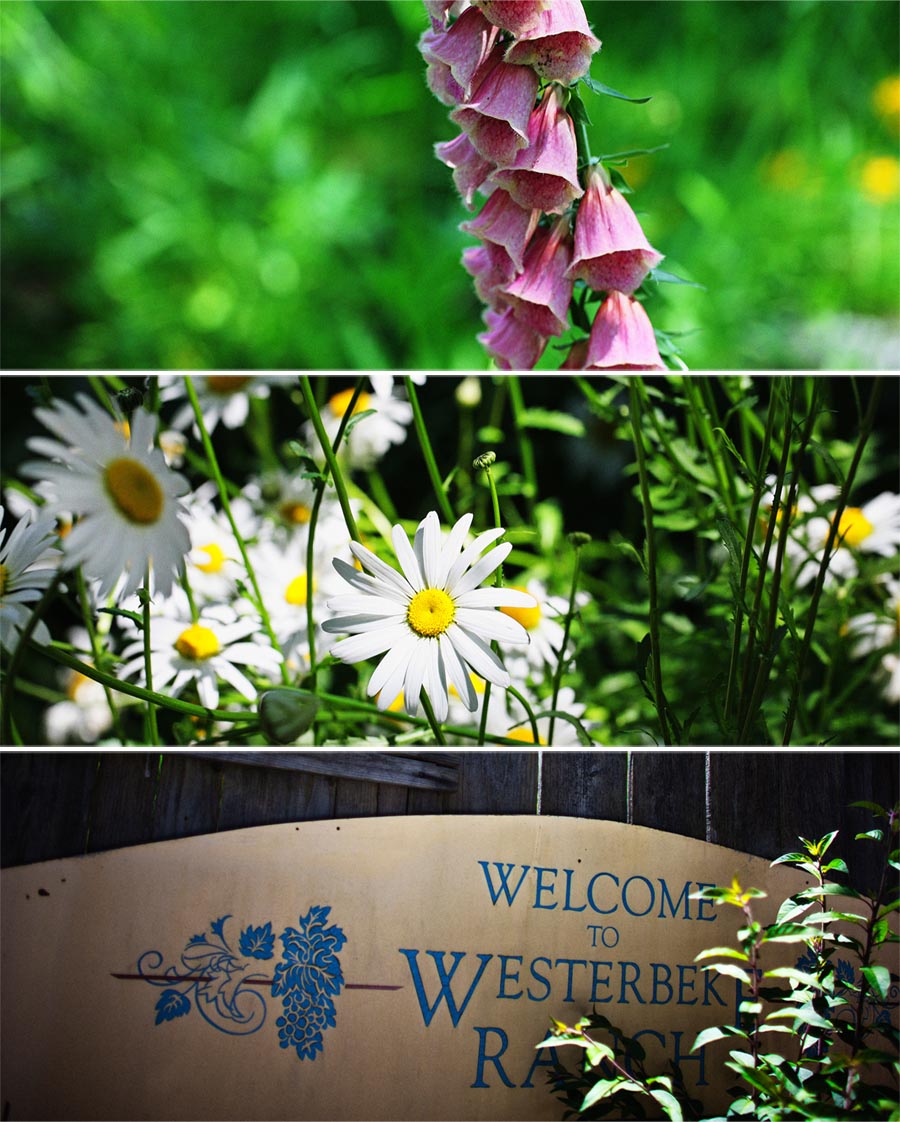 westerbeke ranch wedding westerbeke ranch wedding